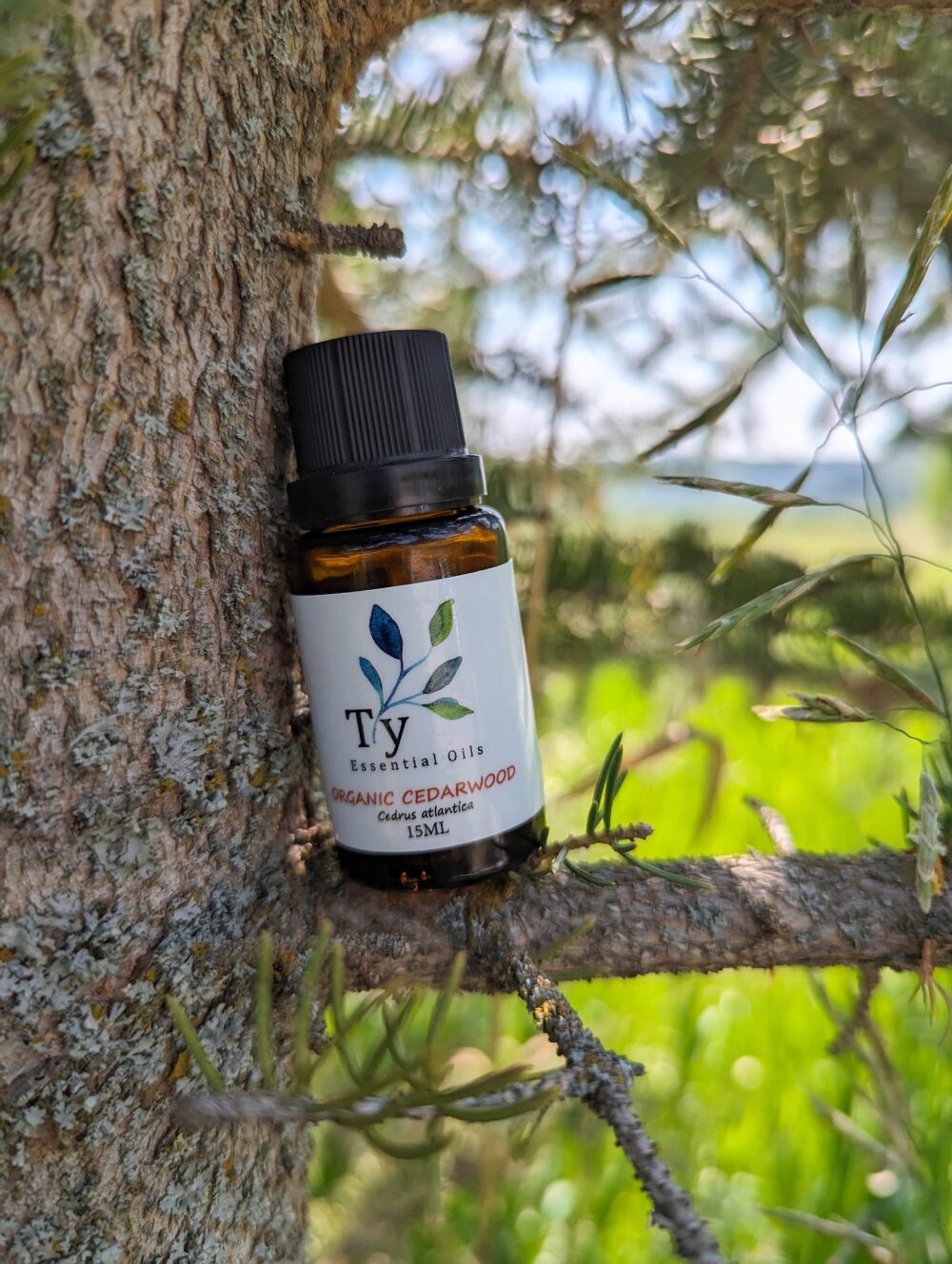 Organic Cedarwood
