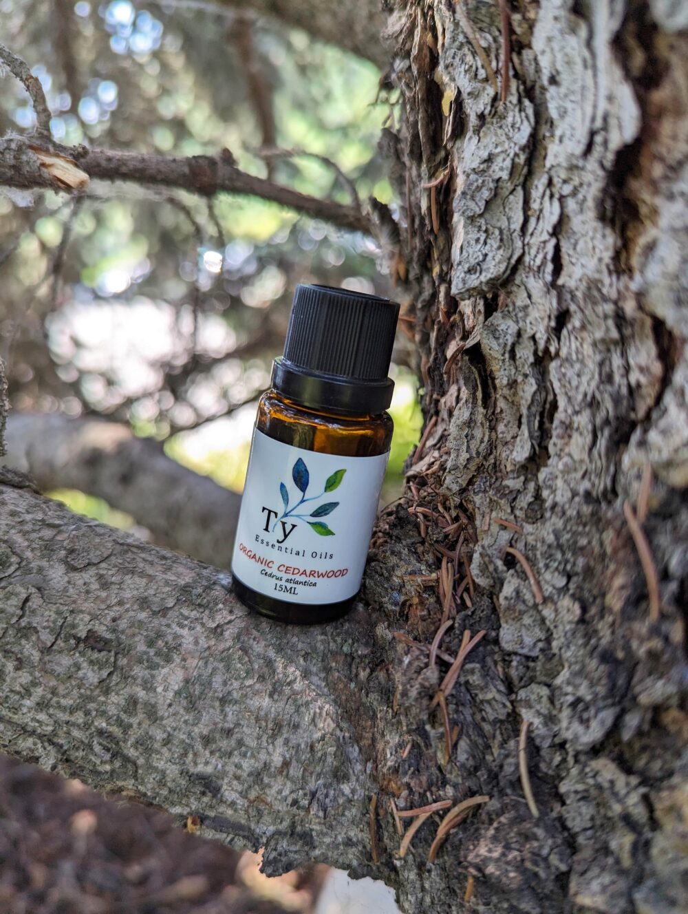 Organic Cedarwood - Image 2