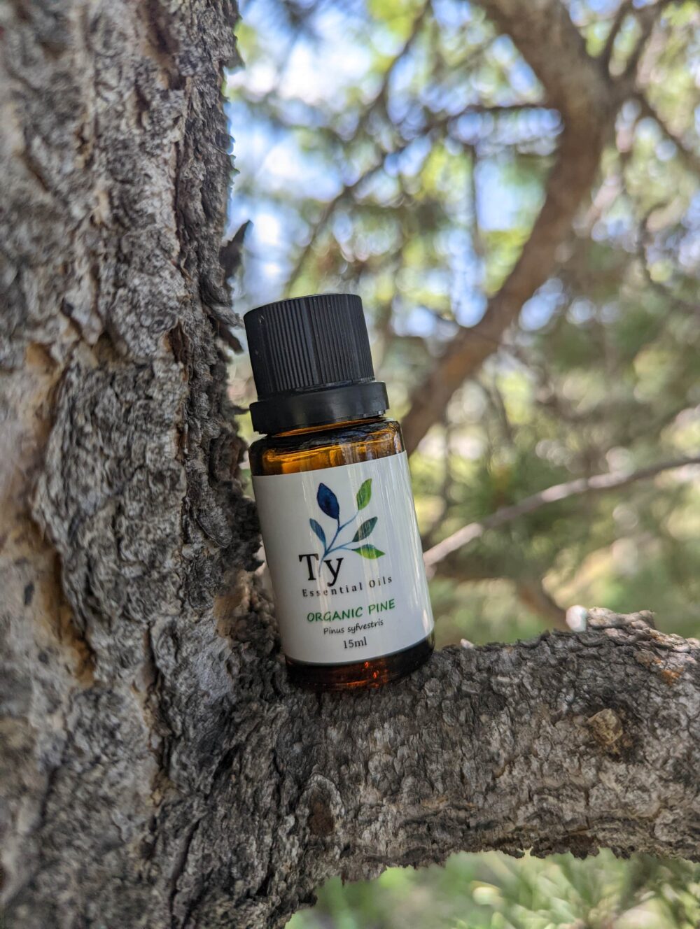 Organic Pine - Image 2