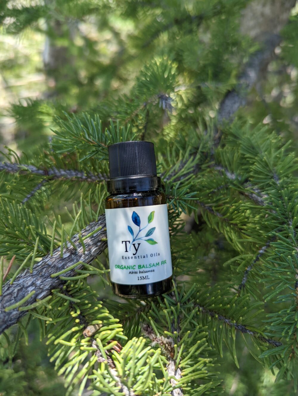 Organic Balsam Fir