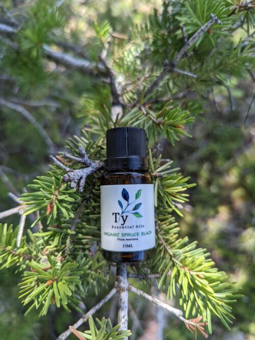 Organic Black Spruce