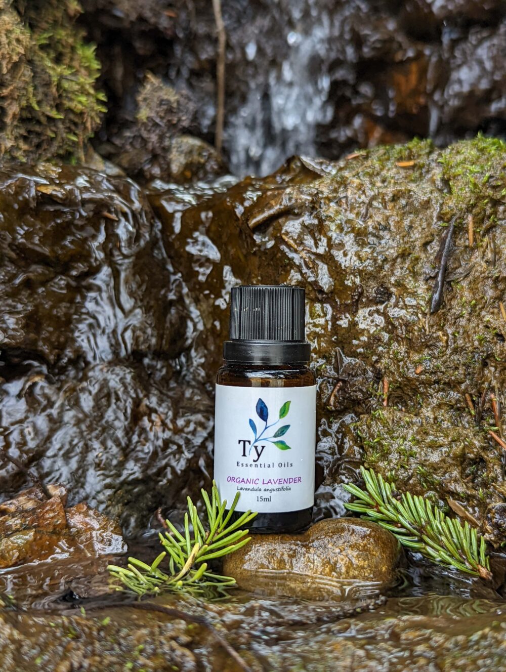 Organic Lavender